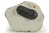 Detailed Austerops Trilobite - Nice Eye Facets #311069-3